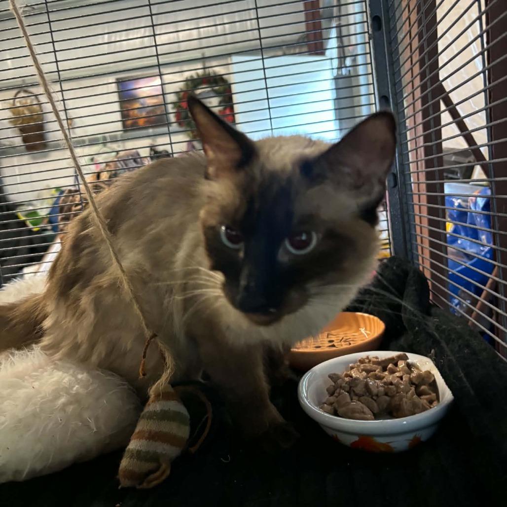 Enlarge Clove, a Adoptable Siamese in Kansas City, MO image 1/1