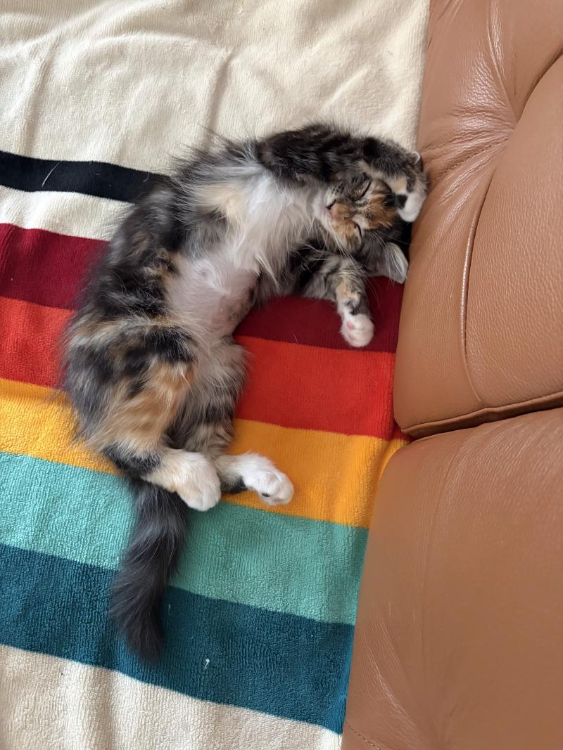 Enlarge Kay, a Adoptable Calico in Kennewick, WA image 1/5