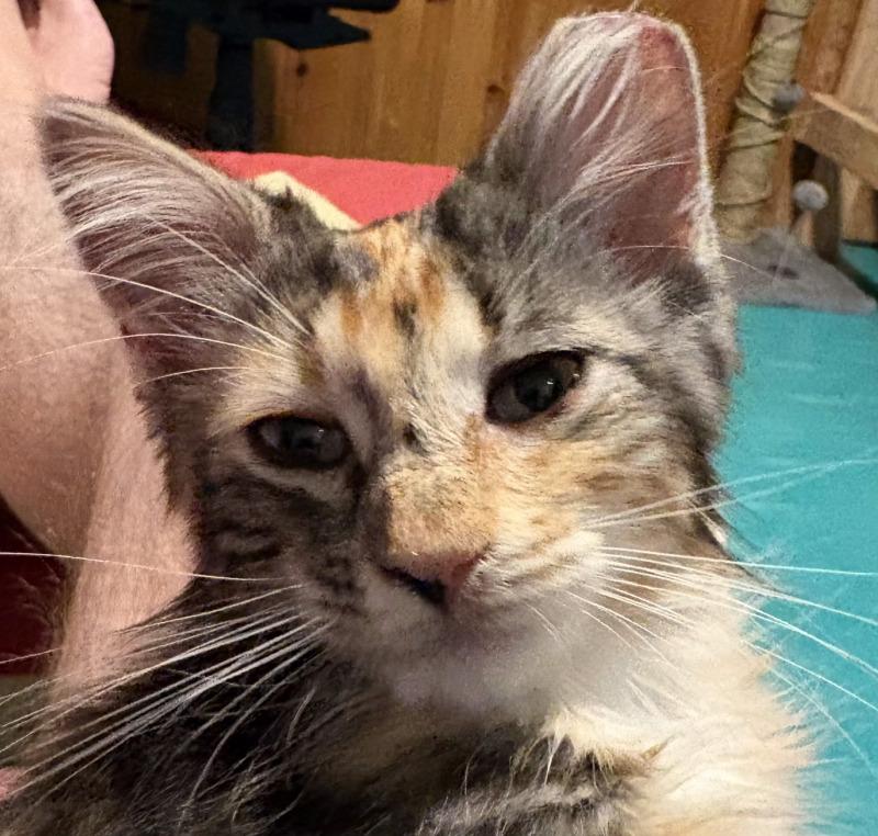 Enlarge Kay, a Adoptable Calico in Kennewick, WA image 2/5