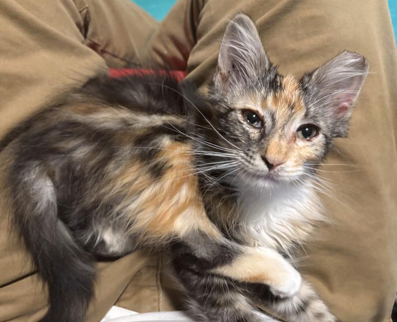 Enlarge Kay, a Adoptable Calico in Kennewick, WA image 3/5