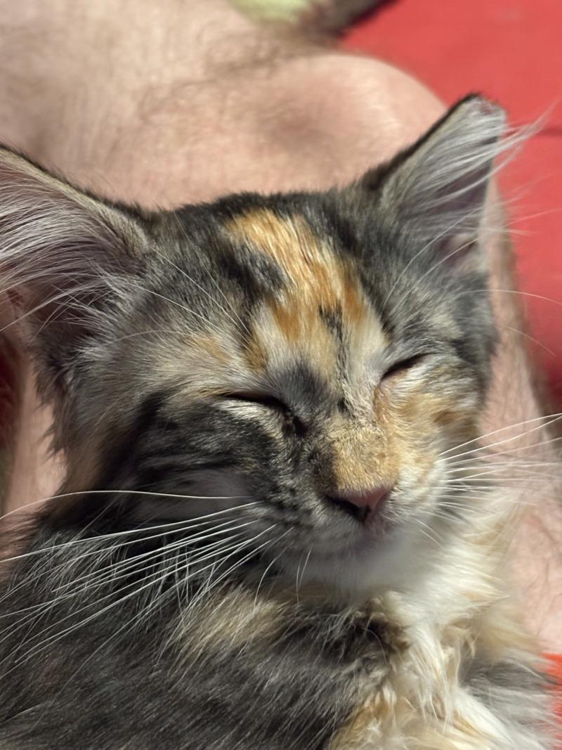 Enlarge Kay, a Adoptable Calico in Kennewick, WA image 5/5