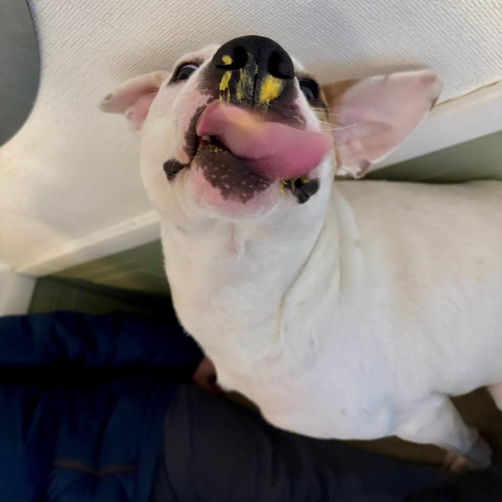 Enlarge Taurus, a Adoptable mixed breed in Metamora, MI image 1/6