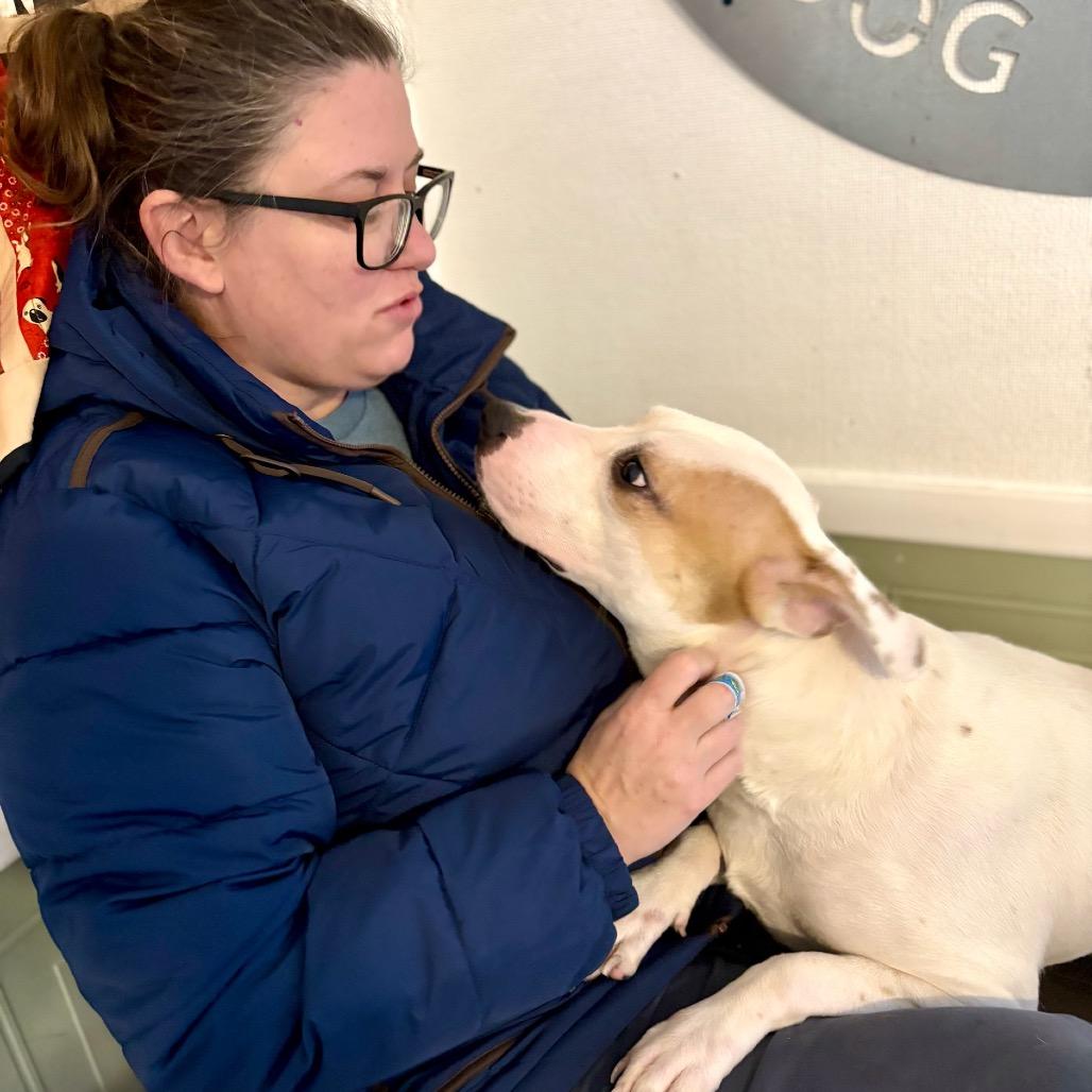 Enlarge Taurus, a Adoptable mixed breed in Metamora, MI image 2/6