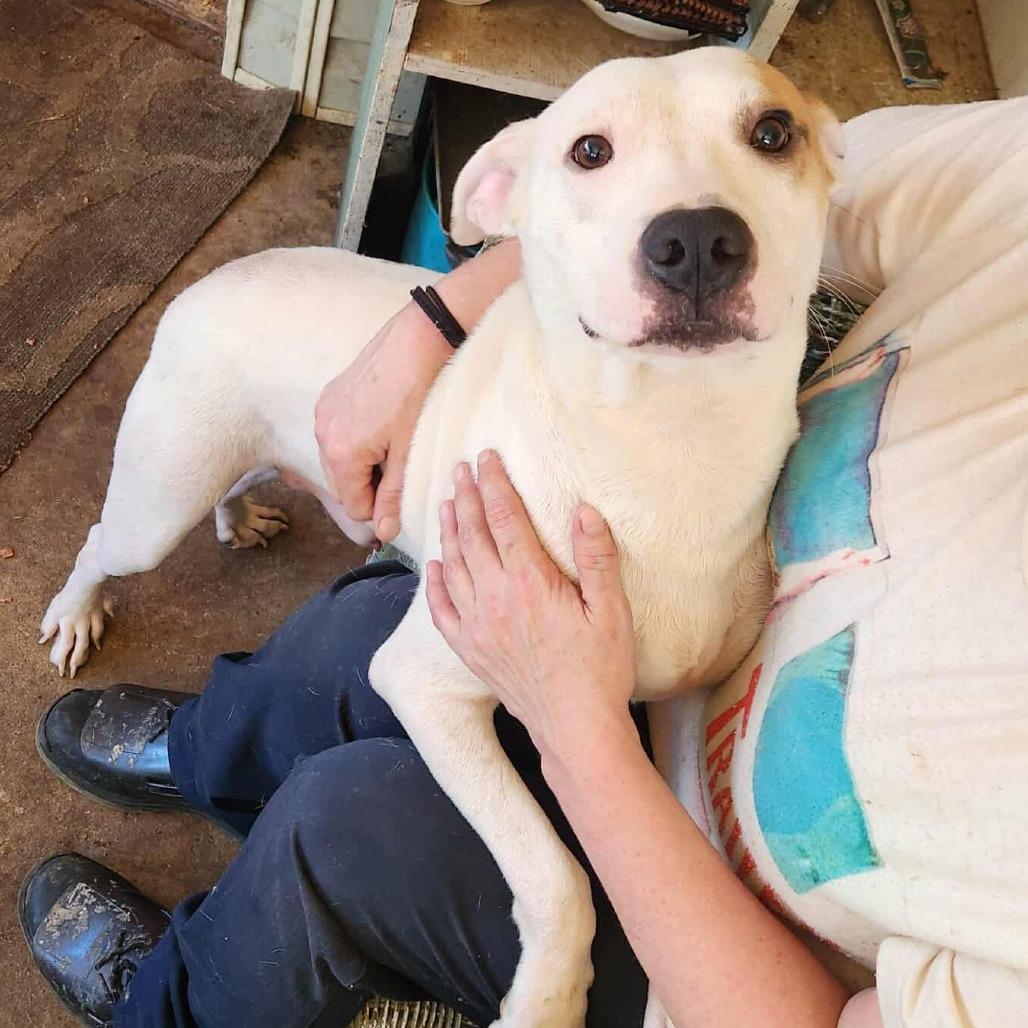 Enlarge Taurus, a Adoptable mixed breed in Metamora, MI image 3/6