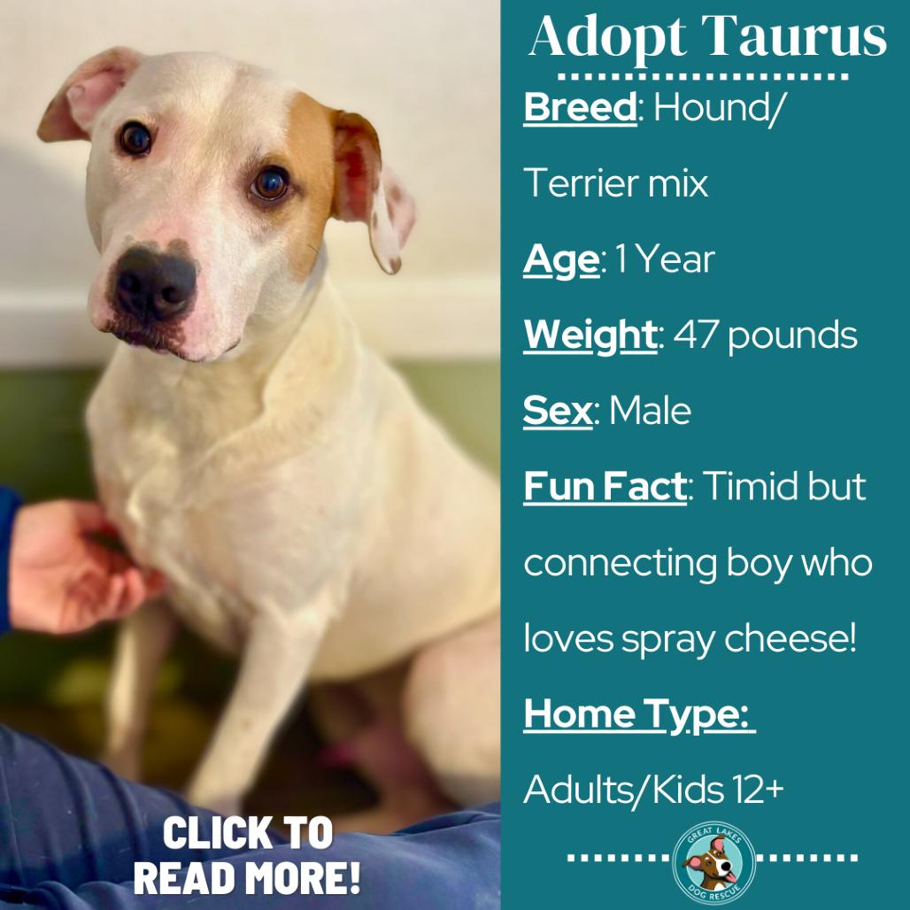 Enlarge Taurus, a Adoptable mixed breed in Metamora, MI image 4/6