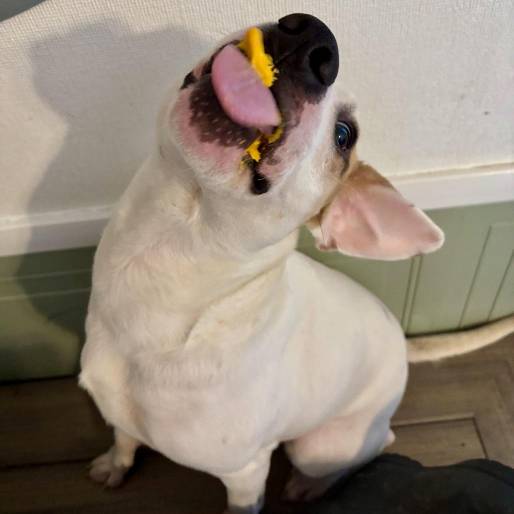 Enlarge Taurus, a Adoptable mixed breed in Metamora, MI image 5/6