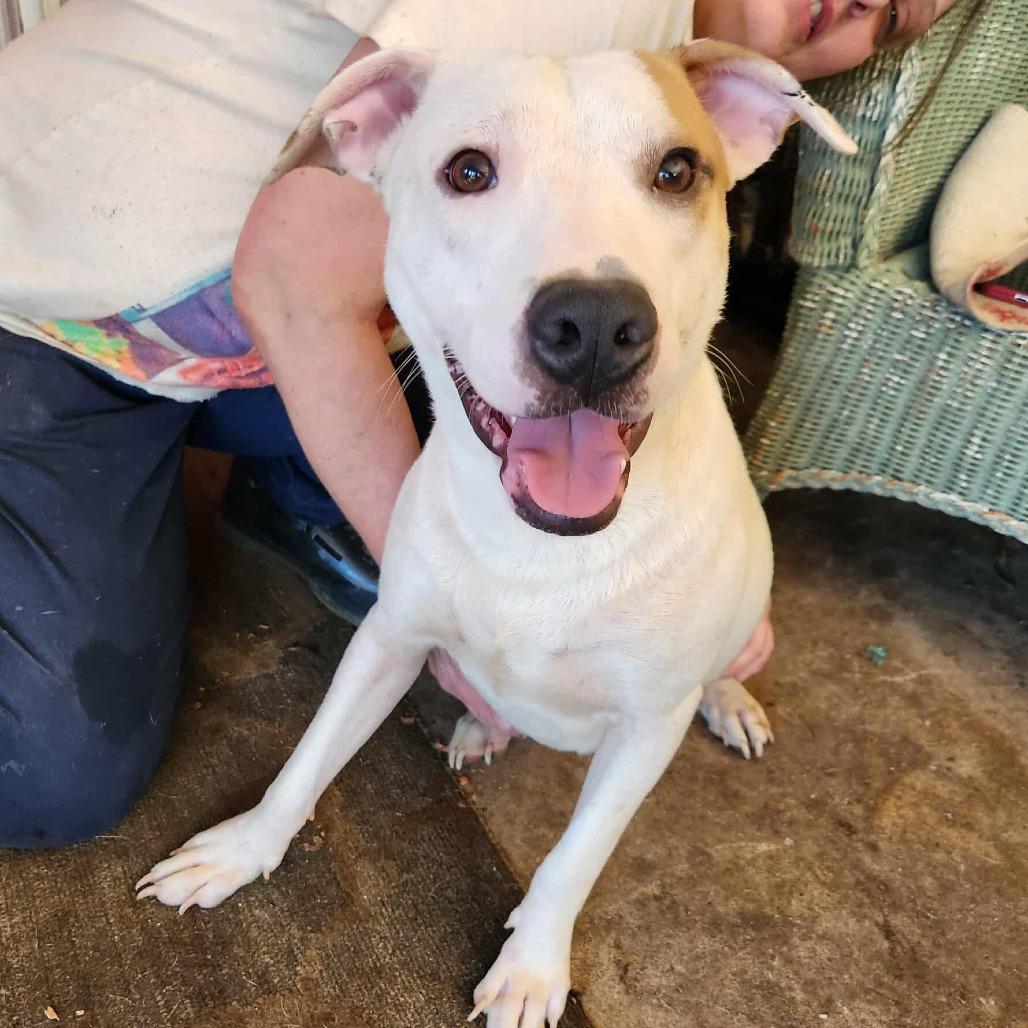 Enlarge Taurus, a Adoptable mixed breed in Metamora, MI image 6/6