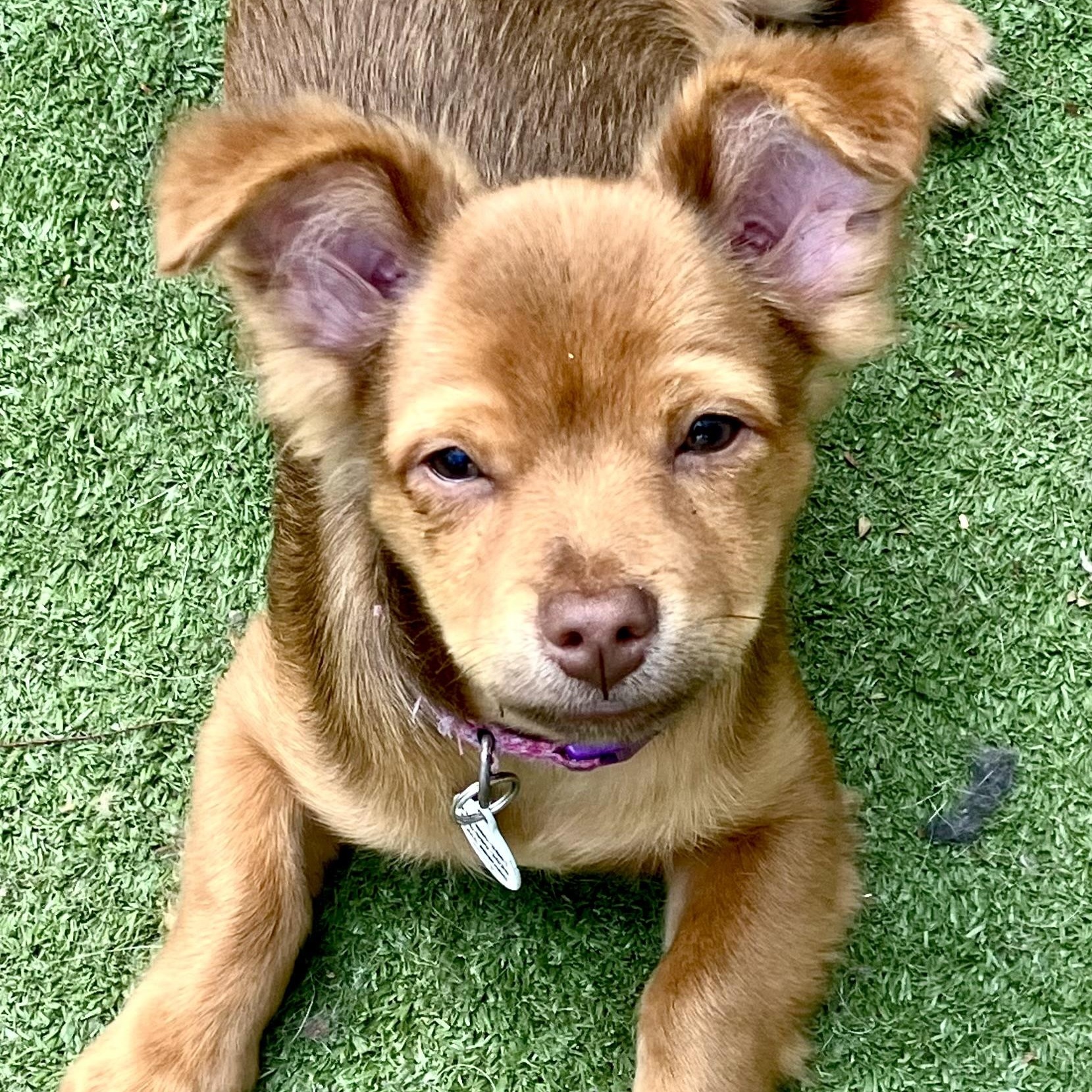 Enlarge Jojo, a ADOPTABLE mixed breed in Santa Monica, CA image 2/4