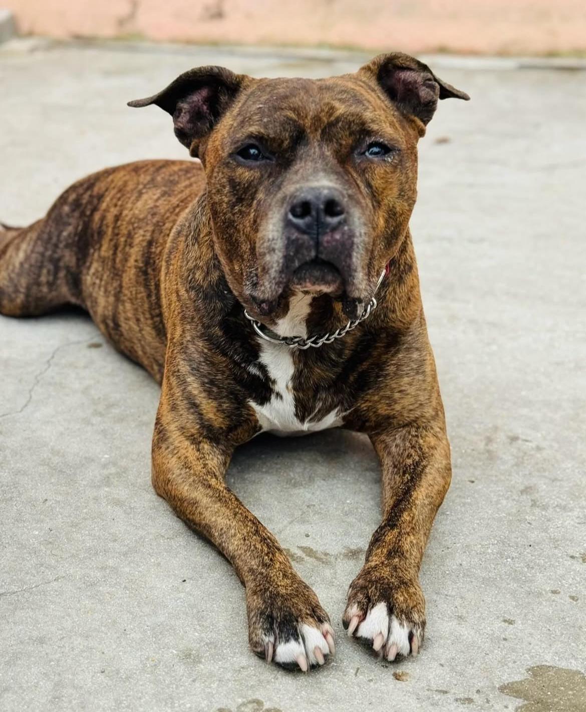 Thane, a Adoptable Mixed Breed in Palm City, FL image 1/2