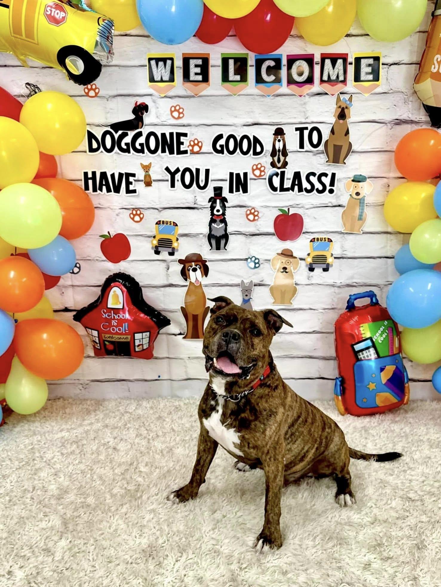 Thane, a Adoptable Mixed Breed in Palm City, FL image 2/2