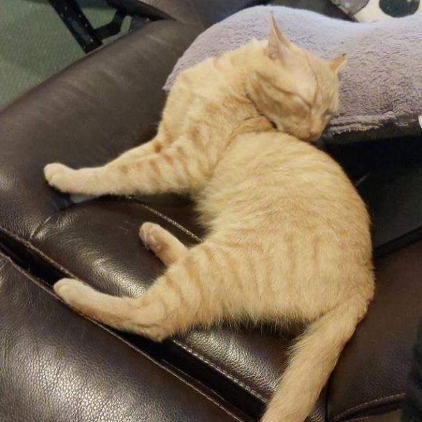 Fanta, Adopted, Young Male Oriental Short Hair.