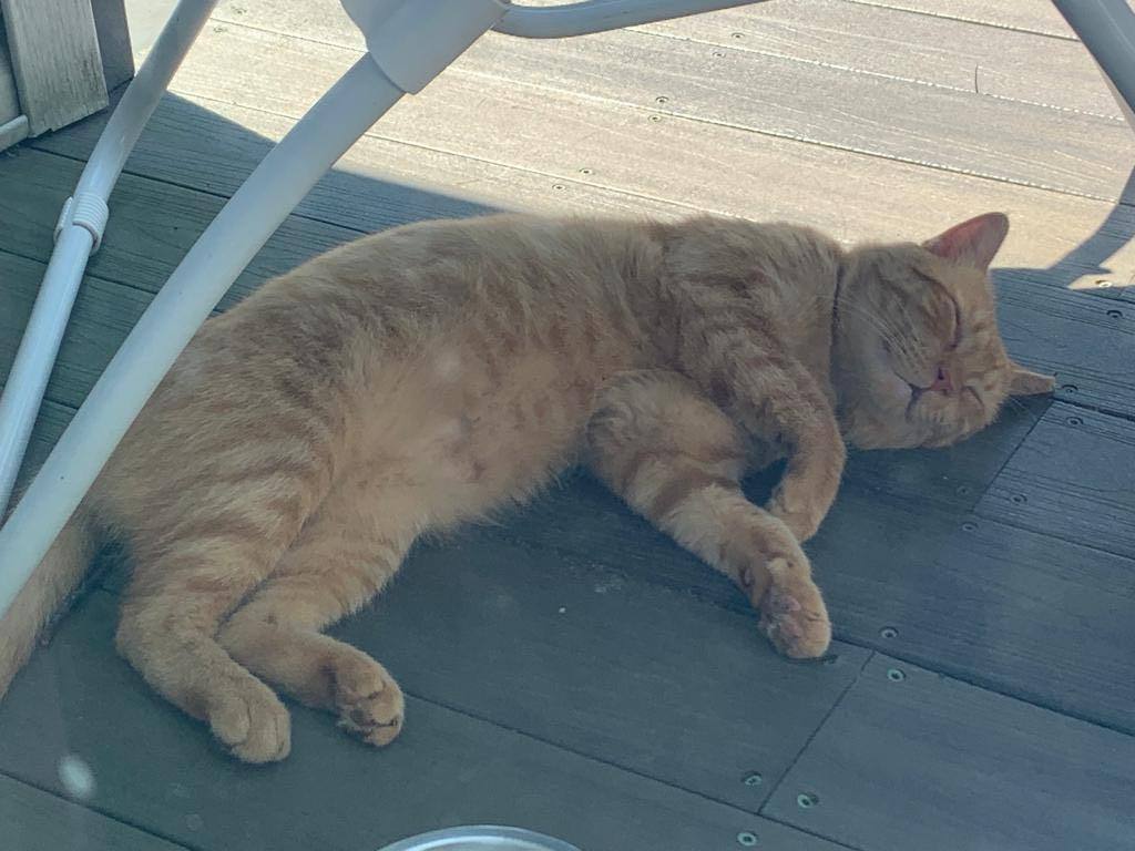 Enlarge Fanta, a Adopted Oriental Short Hair in Weehawken, NJ image 2/6