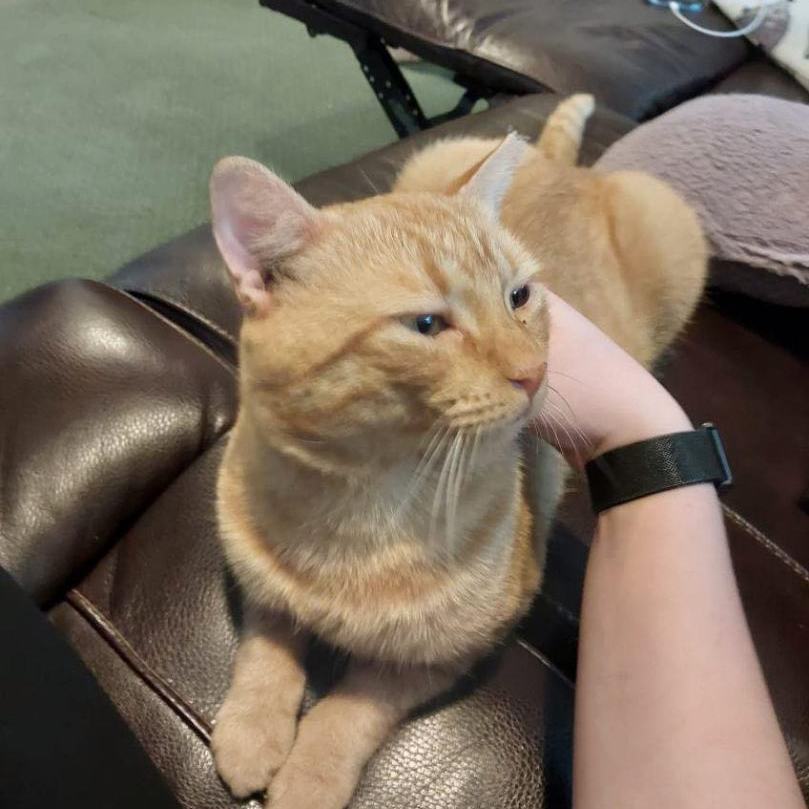 Enlarge Fanta, a Adopted Oriental Short Hair in Weehawken, NJ image 3/6