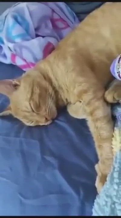 Enlarge Fanta, a Adopted Oriental Short Hair in Weehawken, NJ video 5/6