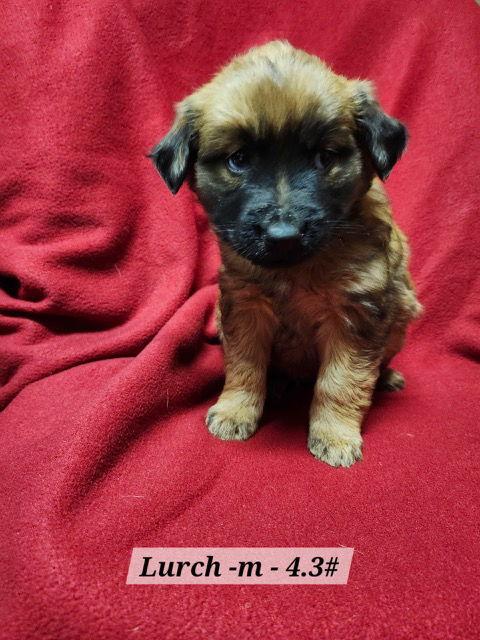 Enlarge Lurch, a Adoptable mixed breed in Hillside, IL image 1/3