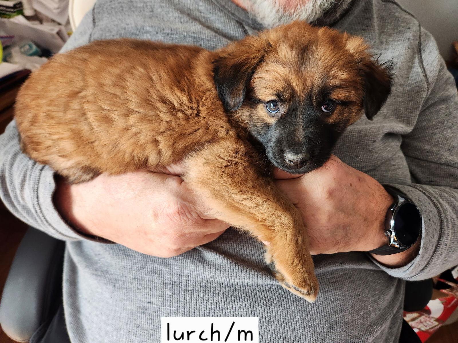 Enlarge Lurch, a Adoptable mixed breed in Hillside, IL image 2/3