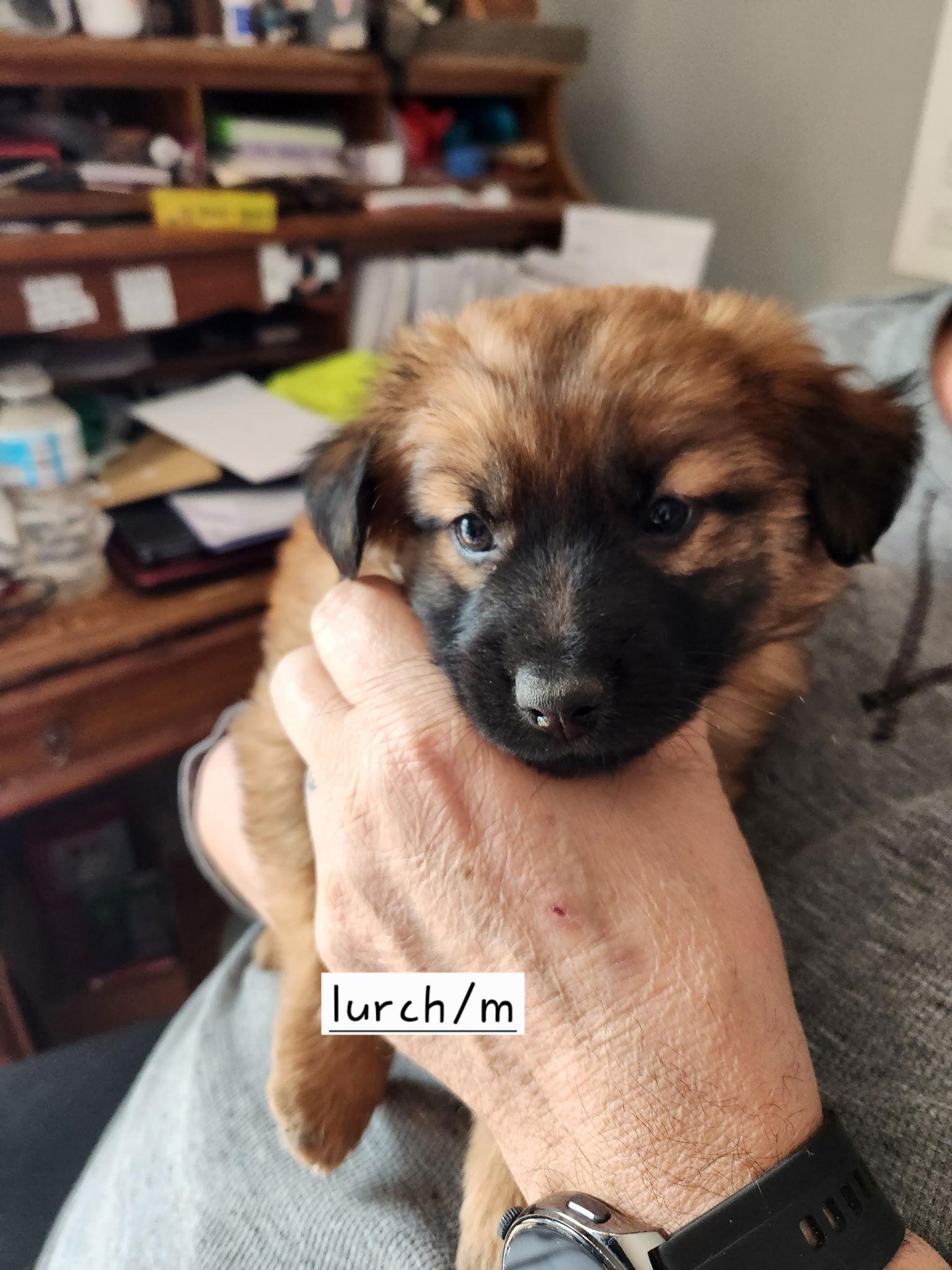 Enlarge Lurch, a Adoptable mixed breed in Hillside, IL image 3/3