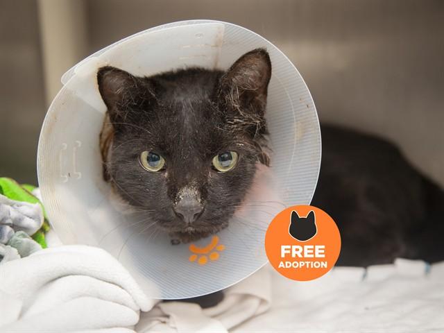 WILSON, Adoptable, Adult Male Domestic Short Hair.