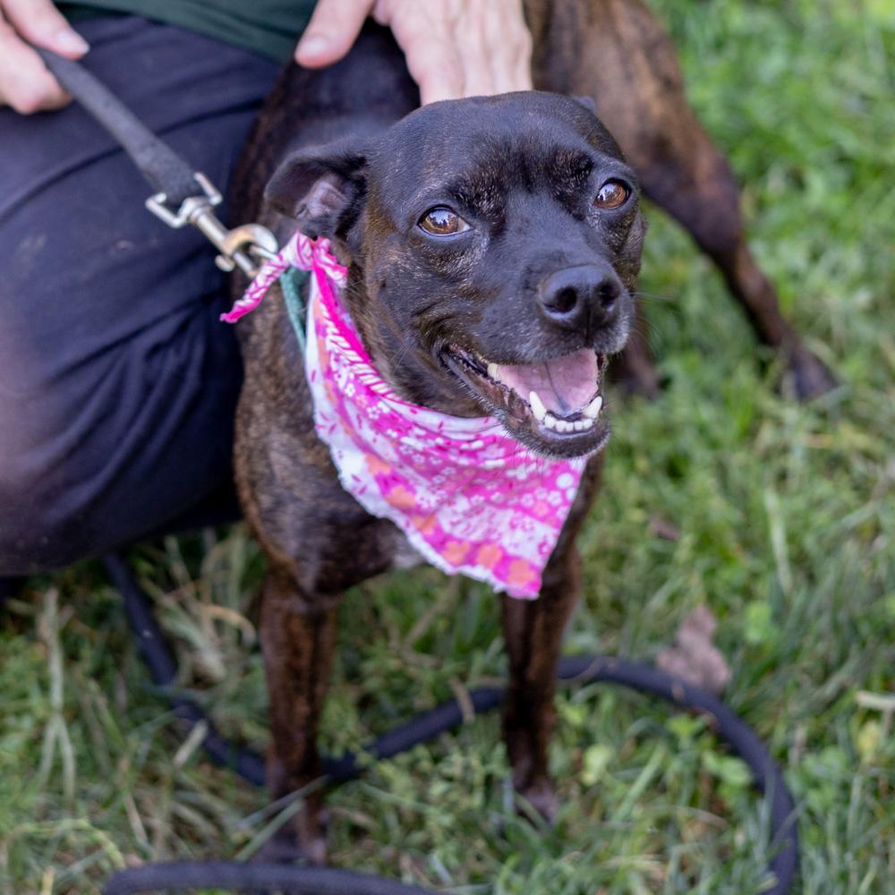 Elsa (Female), Adopted, Adult Female Feist & Rat Terrier.