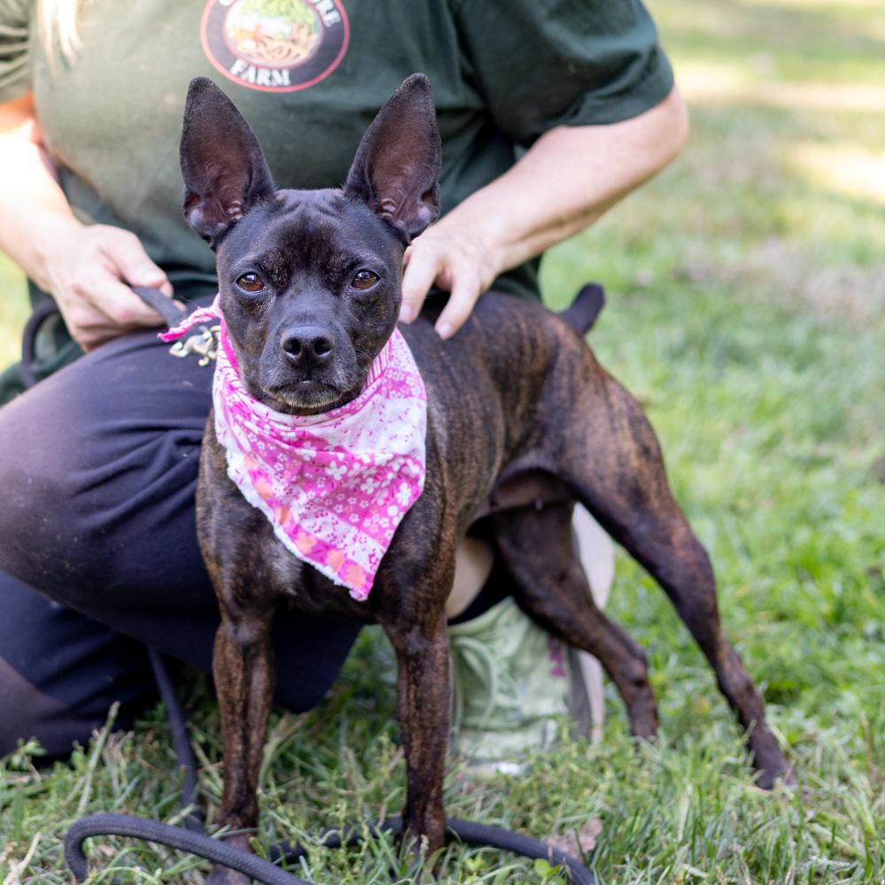Enlarge Elsa (Female), a Adopted mixed breed in West Grove, PA image 5/6