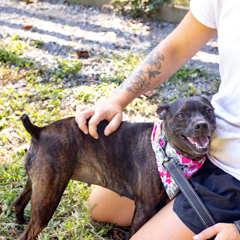 Enlarge Kenna (Female), a Adoptable mixed breed in West Grove, PA image 1/6