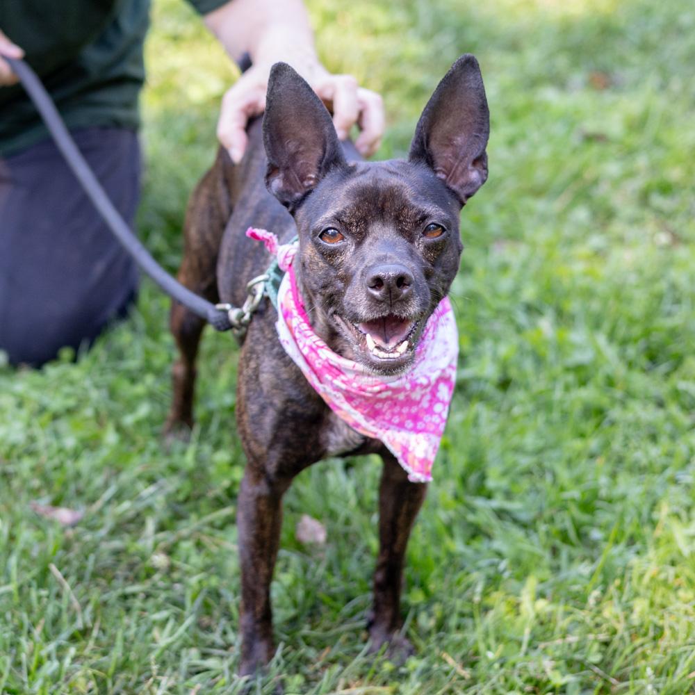 Enlarge Elsa (Female), a Adopted mixed breed in West Grove, PA image 2/6