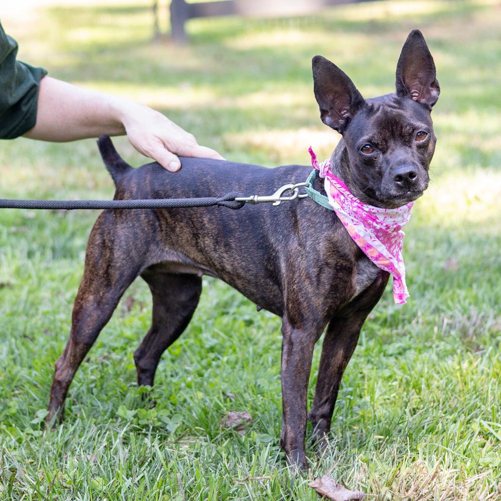 Enlarge Elsa (Female), a Adopted mixed breed in West Grove, PA image 3/6