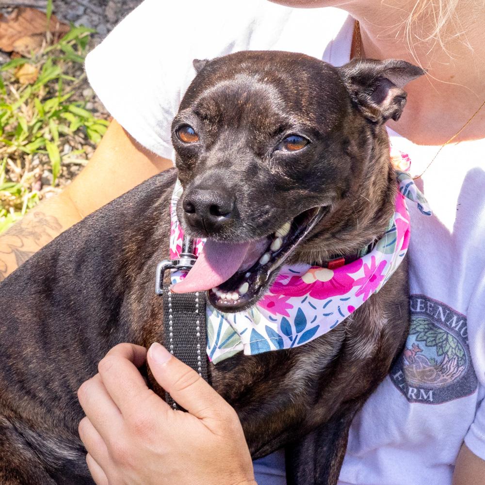 Enlarge Kenna (Female), a Adoptable mixed breed in West Grove, PA image 5/6