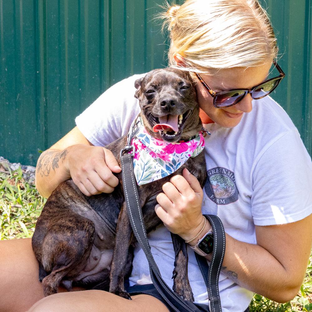 Enlarge Kenna (Female), a Adoptable mixed breed in West Grove, PA image 6/6