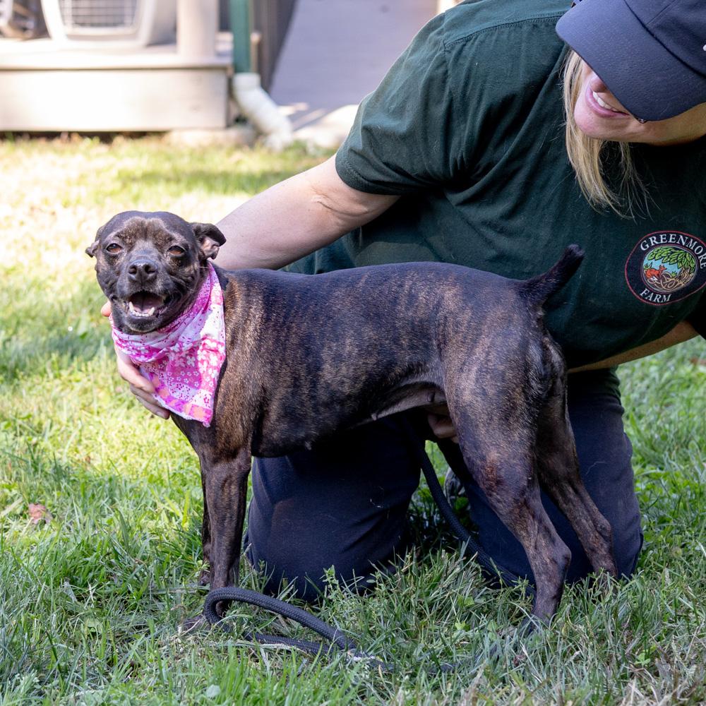 Enlarge Elsa (Female), a Adopted mixed breed in West Grove, PA image 4/6