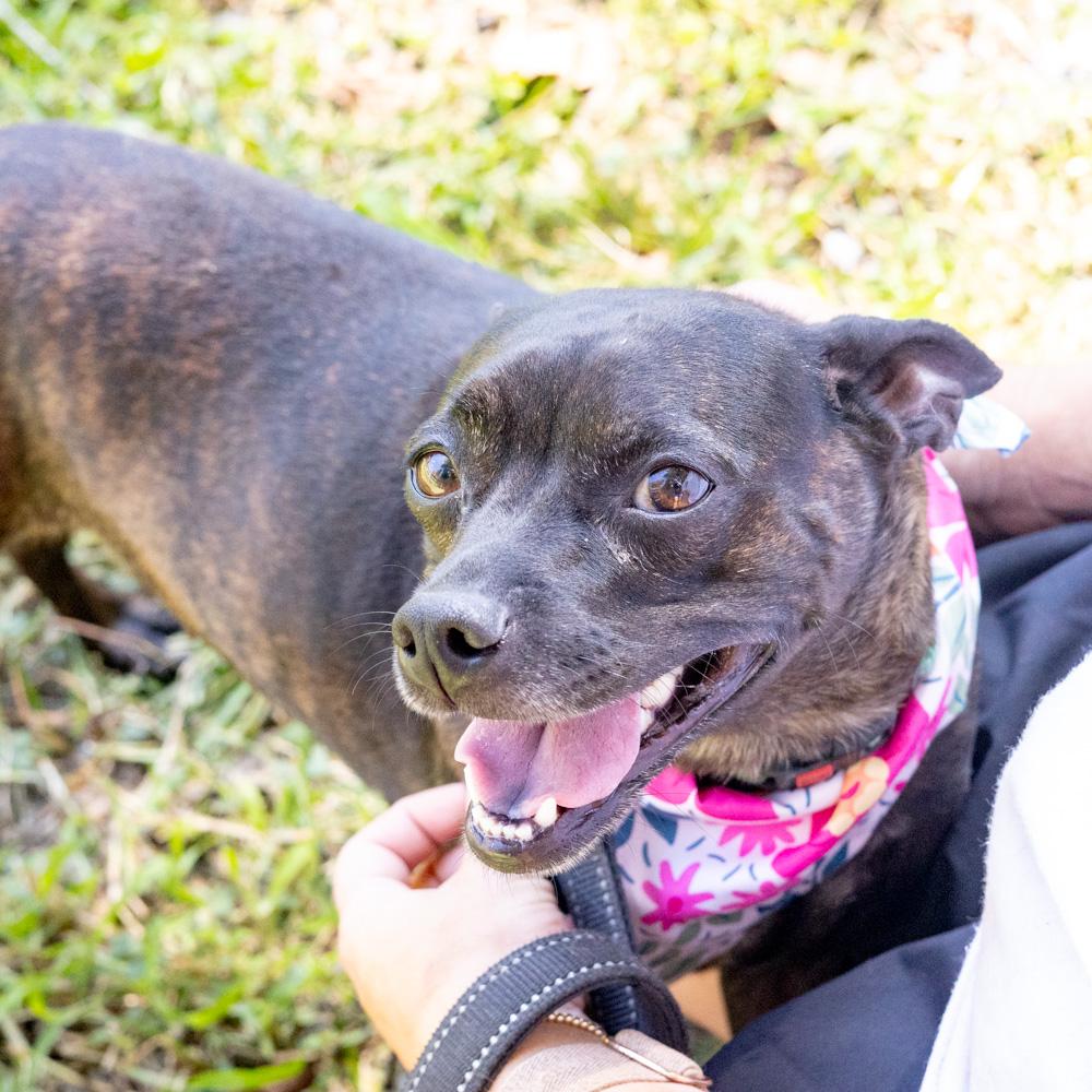 Enlarge Kenna (Female), a Adoptable mixed breed in West Grove, PA image 2/6