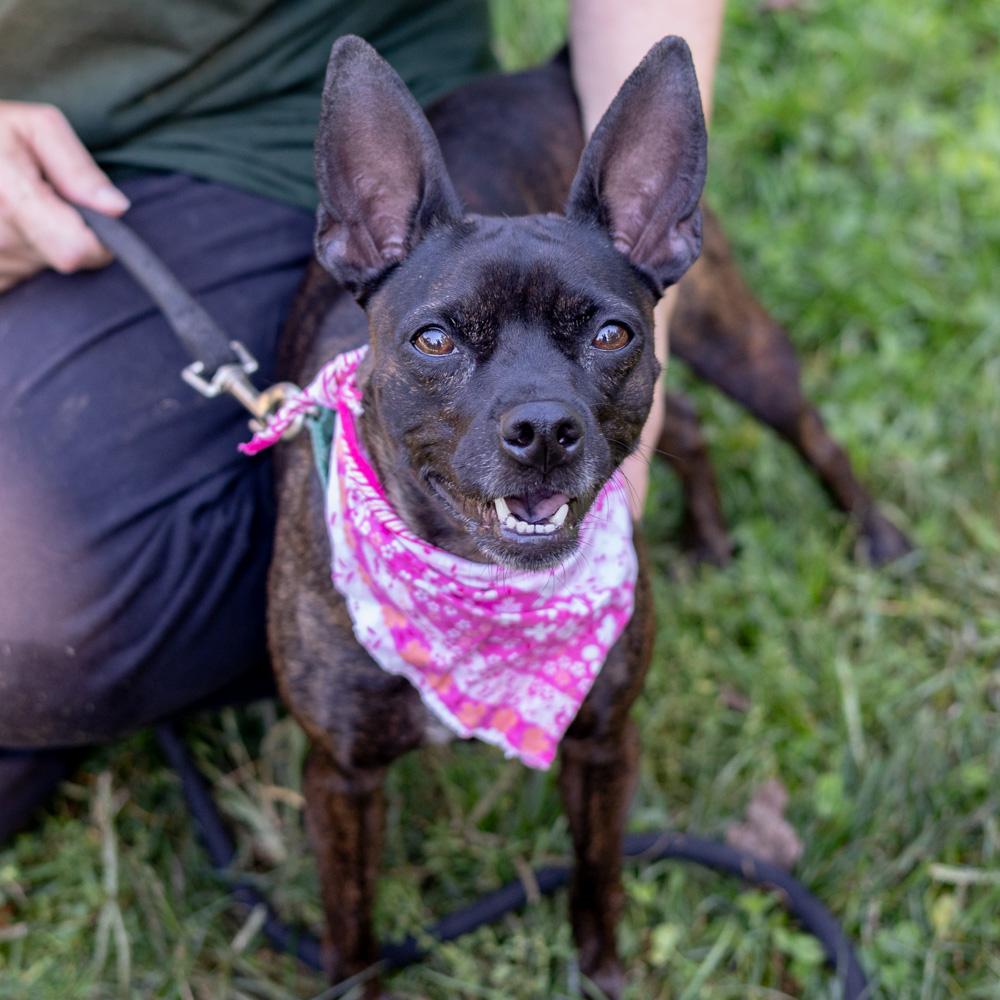 Enlarge Elsa (Female), a Adopted mixed breed in West Grove, PA image 6/6