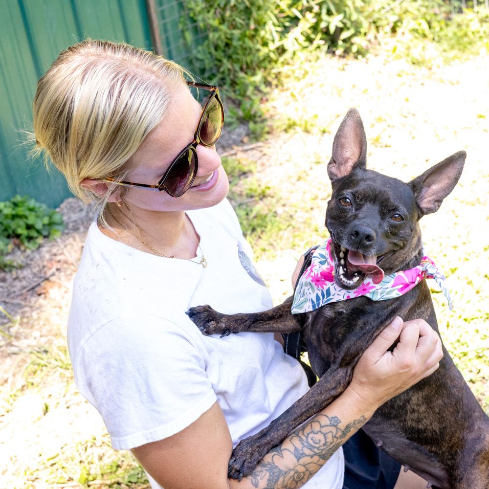 Enlarge Kenna (Female), a Adoptable mixed breed in West Grove, PA image 3/6