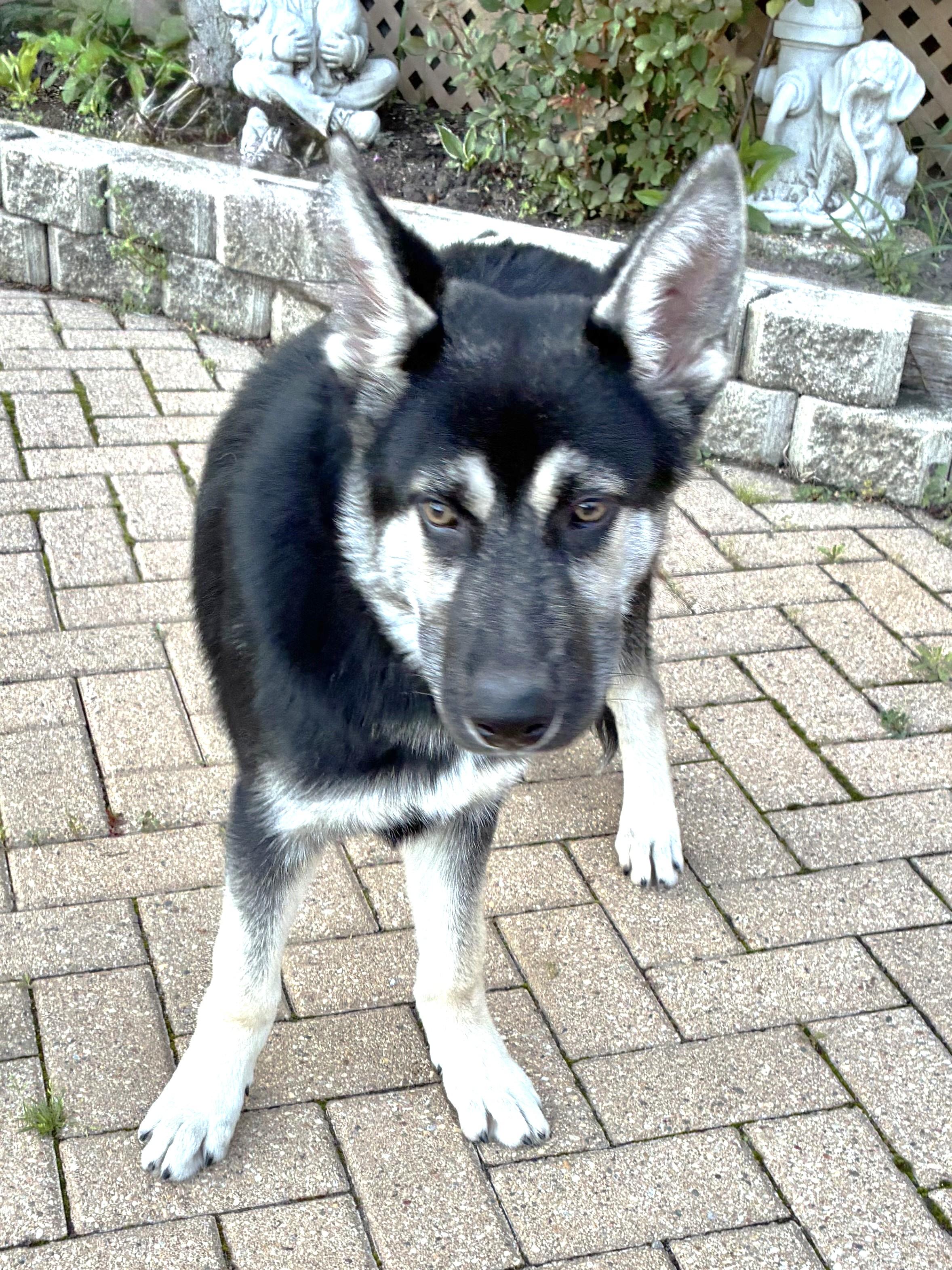 Lukey, ADOPTABLE, Puppy Male German Shepherd Dog.