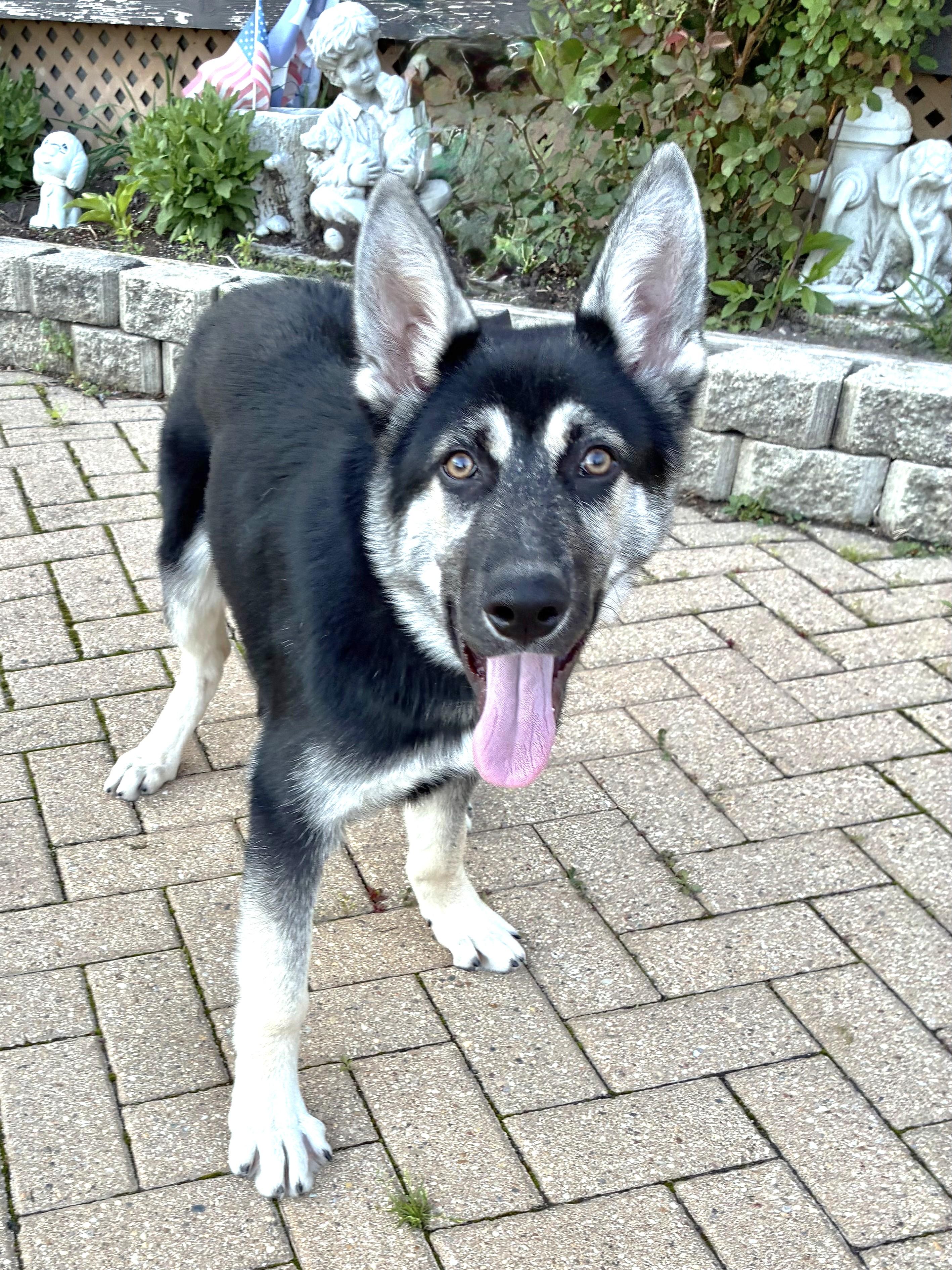 Lukey, a ADOPTABLE mixed breed in West Chicago, IL image 3/3