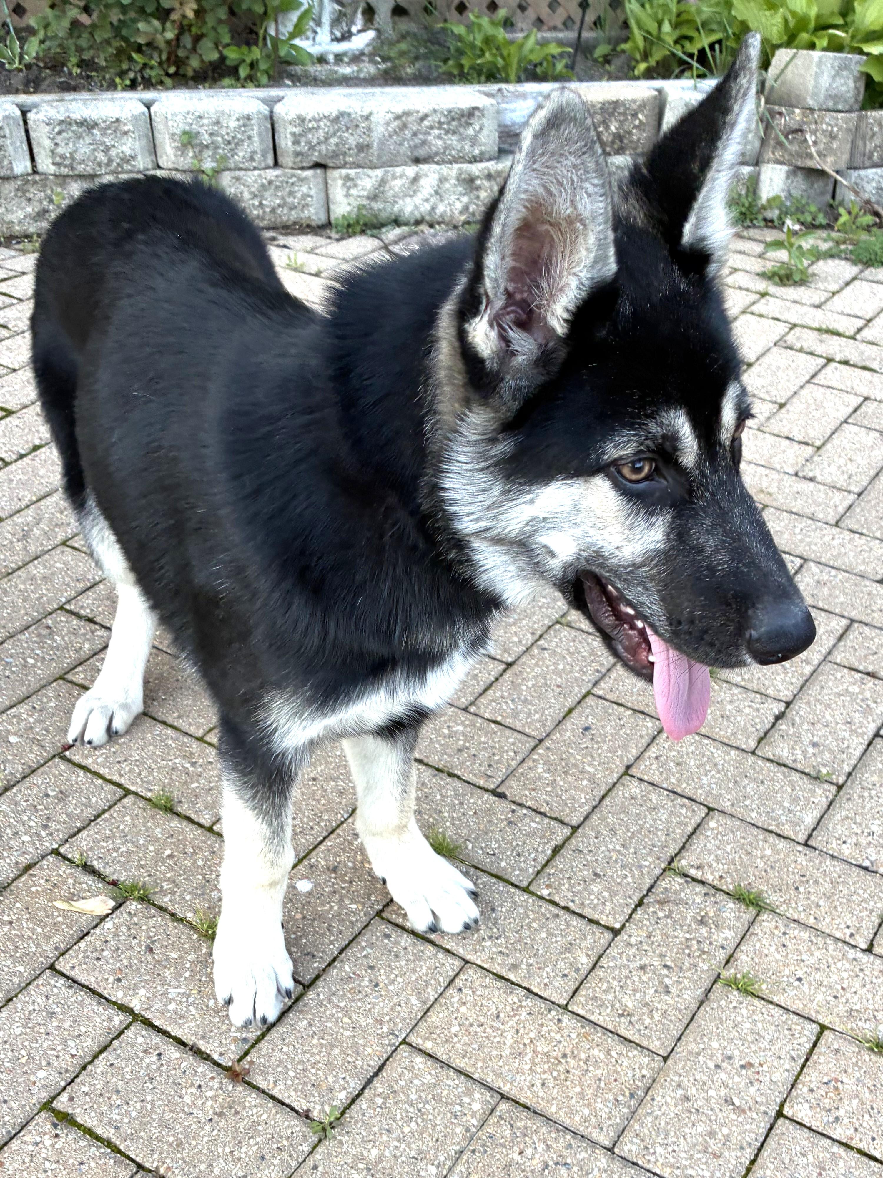 Lukey, a ADOPTABLE mixed breed in West Chicago, IL image 2/3