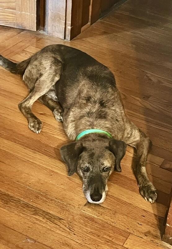 Tevye/Tundra, Adoptable, Adult Male Plott Hound & Mixed Breed.