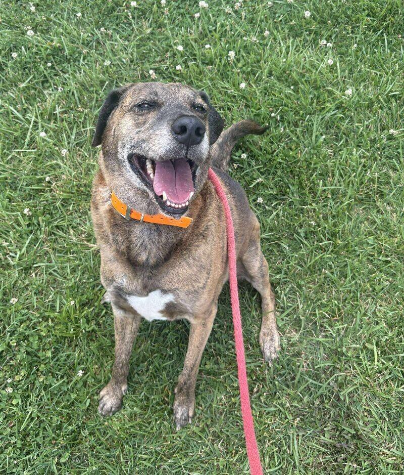 Enlarge Tevye/Tundra, a Adoptable mixed breed in Maryville, TN image 1/6