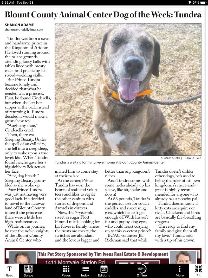 Enlarge Tevye/Tundra, a Adoptable mixed breed in Maryville, TN image 2/6