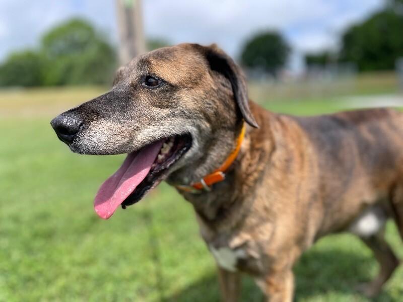 Enlarge Tevye/Tundra, a Adoptable mixed breed in Maryville, TN image 3/6