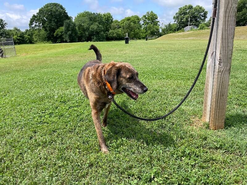 Enlarge Tevye/Tundra, a Adoptable mixed breed in Maryville, TN image 4/6
