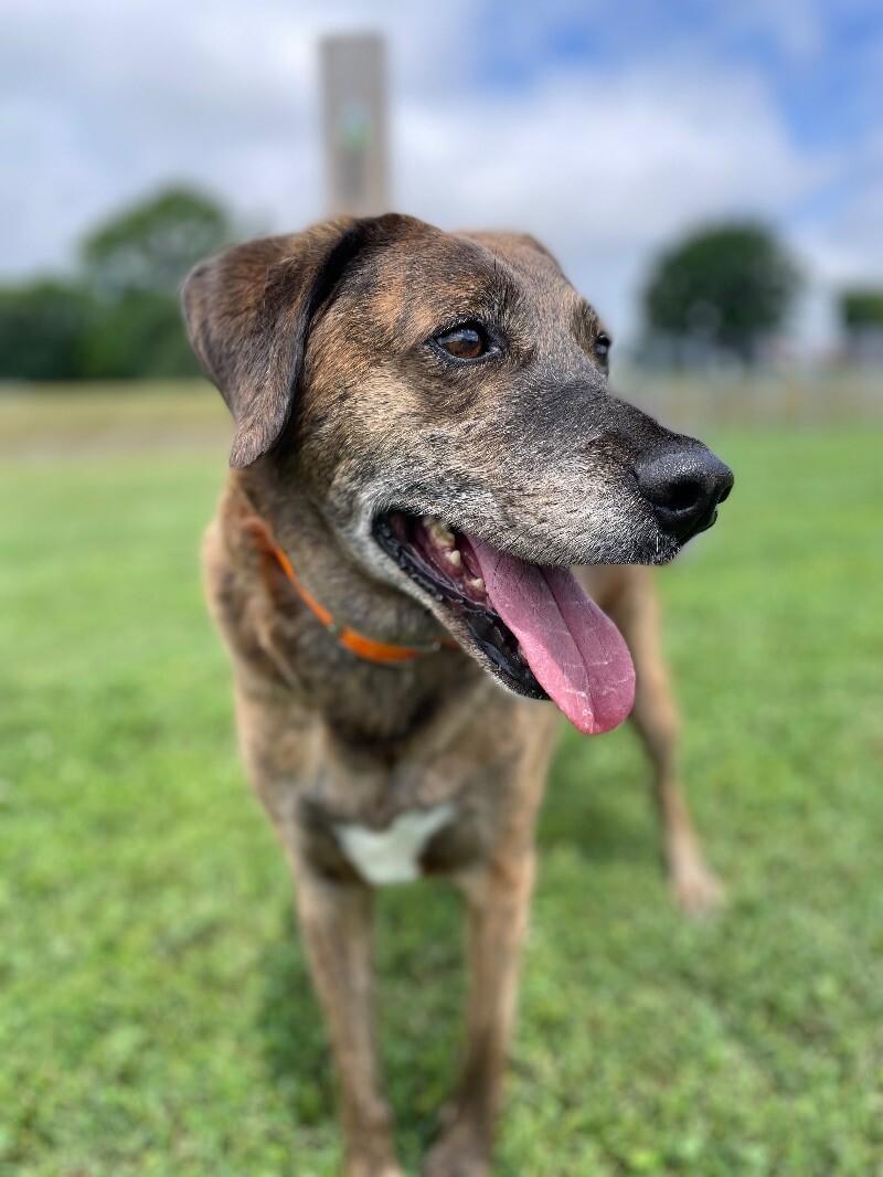 Enlarge Tevye/Tundra, a Adoptable mixed breed in Maryville, TN image 5/6