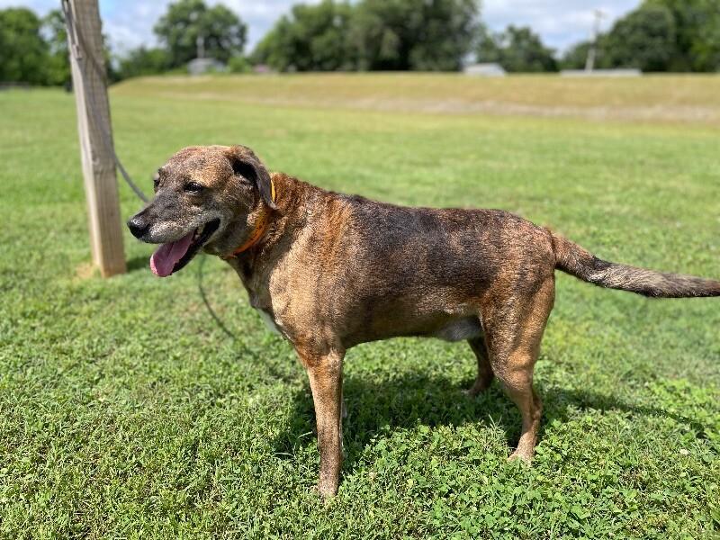 Enlarge Tevye/Tundra, a Adoptable mixed breed in Maryville, TN image 6/6