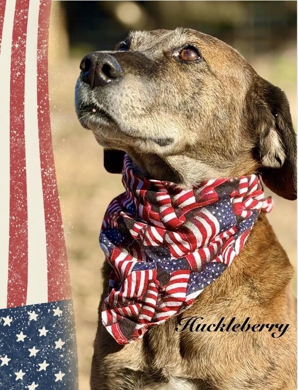Tevye/Tundra, a Adoptable mixed breed in Maryville, TN image 5/5