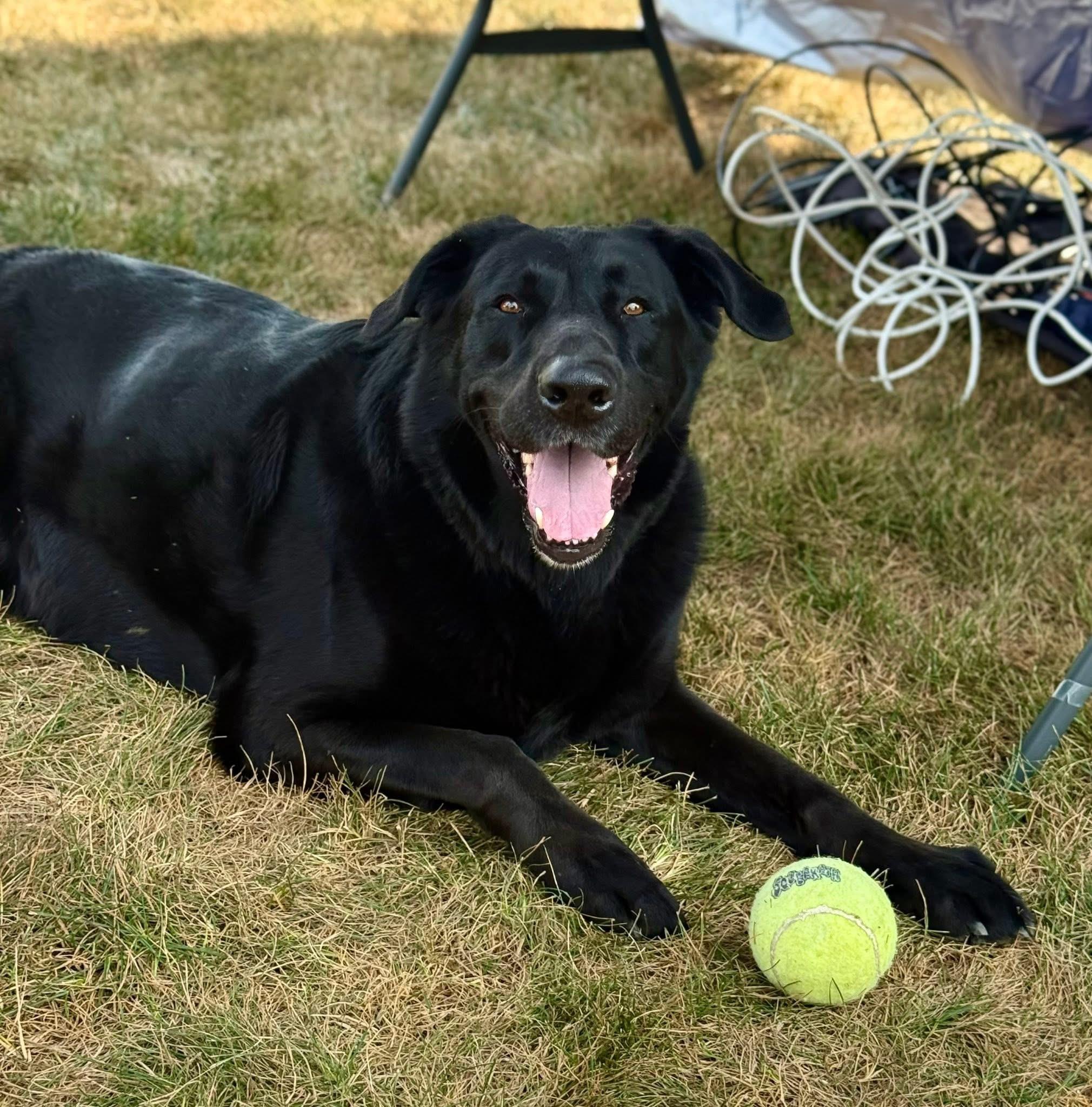 Enlarge Elton, a Adoptable mixed breed in Jeffersonville, IN image 2/6