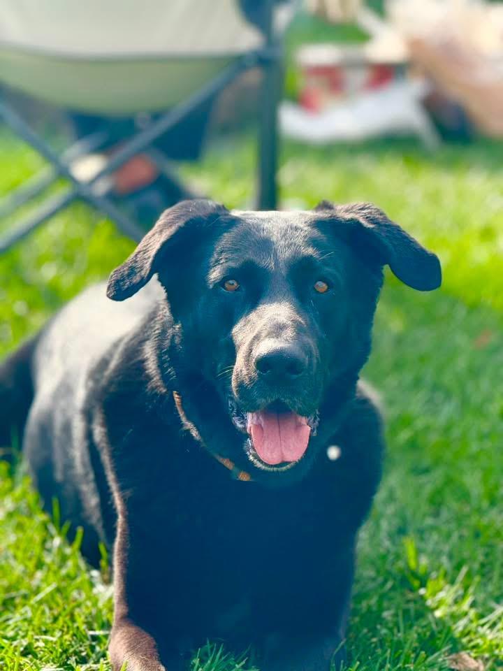 Elton, Adoptable, Adult Male German Shepherd Dog & Labrador Retriever.