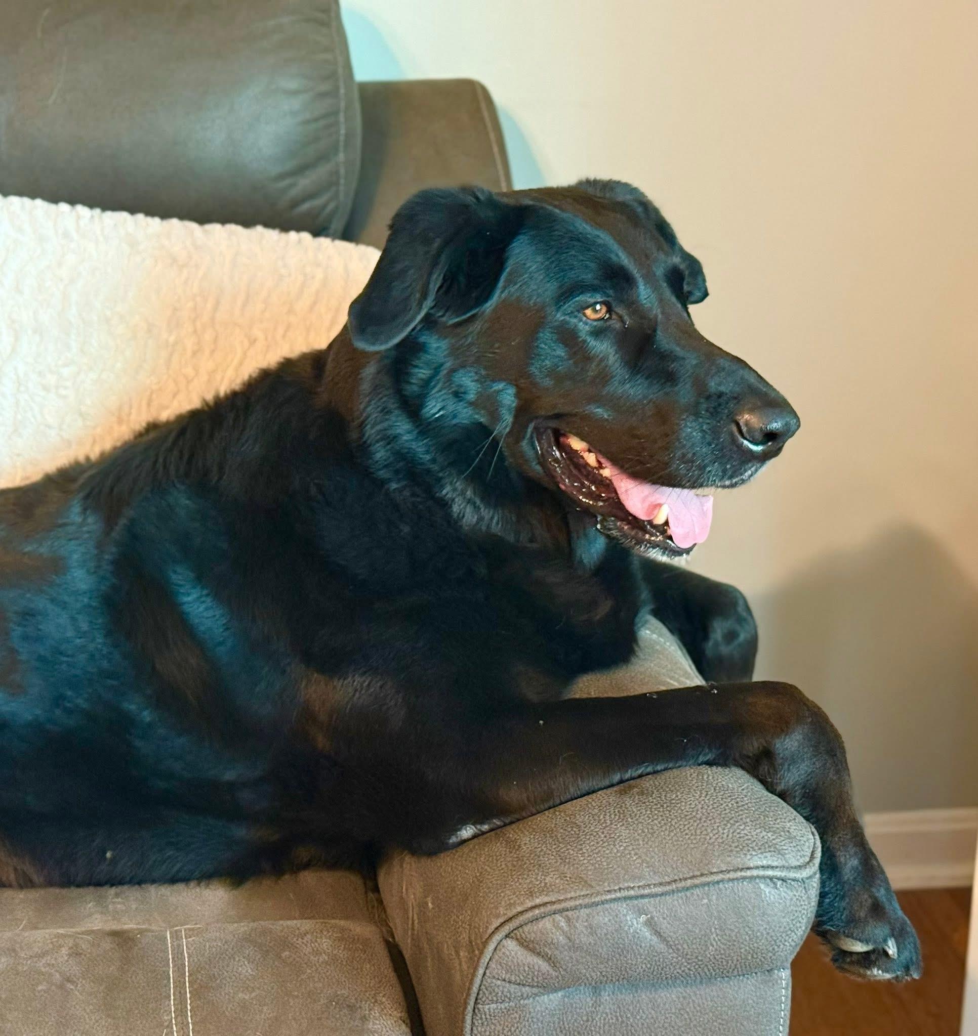 Enlarge Elton, a Adoptable mixed breed in Jeffersonville, IN image 4/6