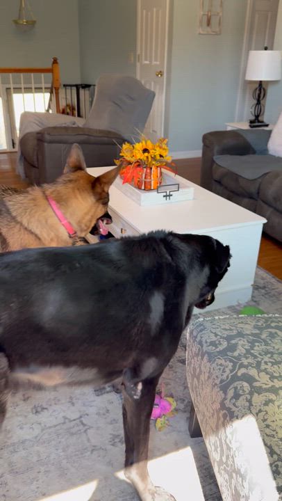 Enlarge Elton, a Adoptable mixed breed in Jeffersonville, IN video 5/6