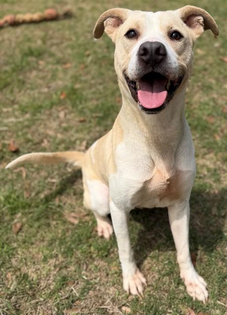 HAWKEYE, Adoptable, Adult Male Pit Bull Terrier.