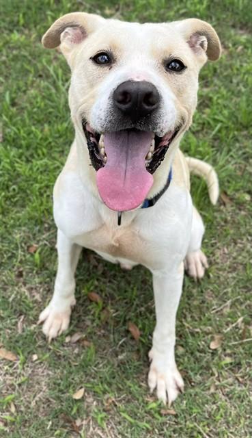 Enlarge HAWKEYE, a Adoptable Pit Bull Terrier in Augusta, GA image 1/1